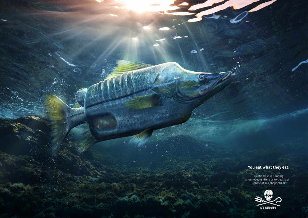 raw_pell_mell_agency_platinum_seashepherd_seabass.jpg